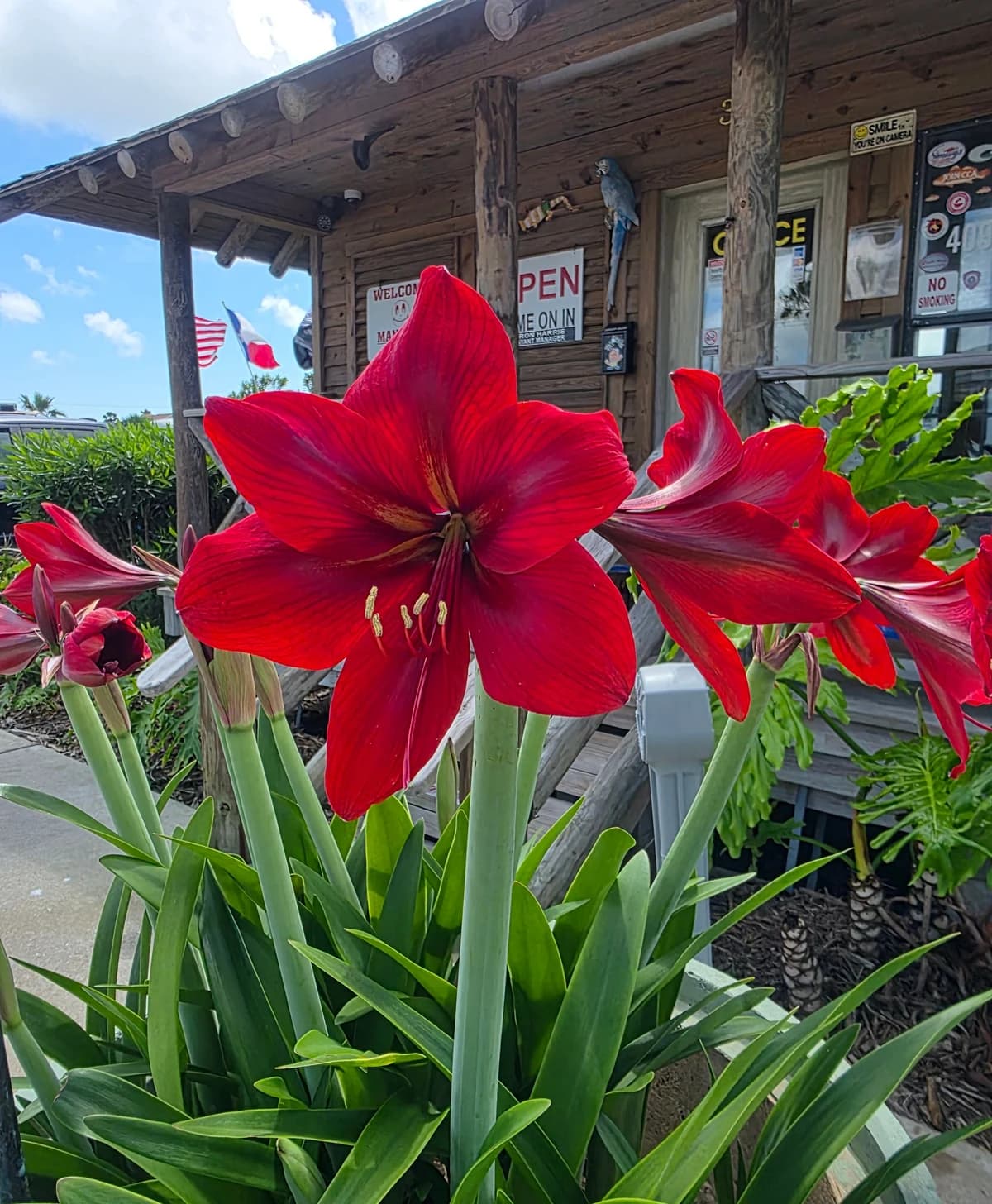 Bright red amaryllis blooms rise beside a rustic property building.