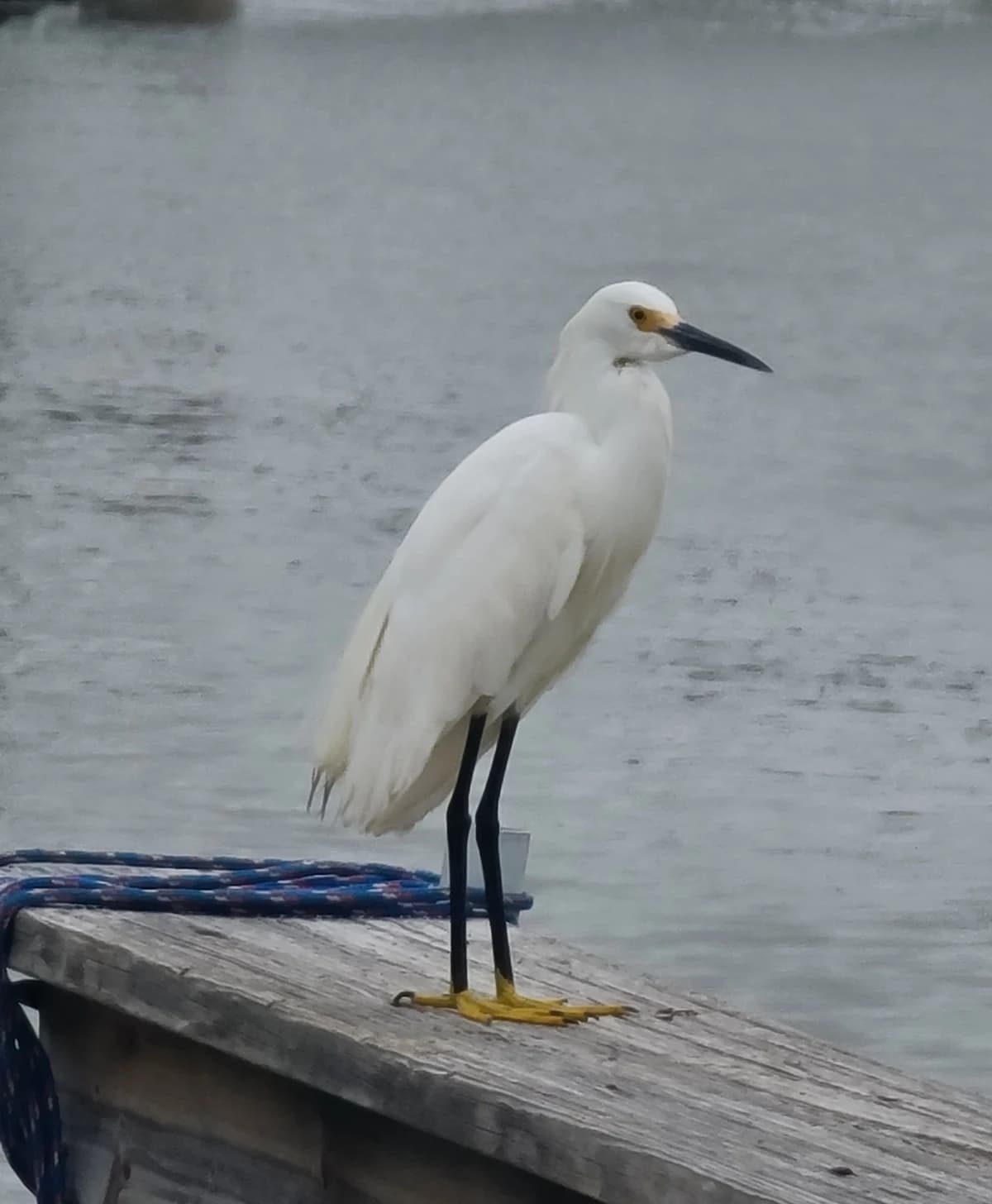 A white egret stands on a wooden dock above gray-blue bay water.