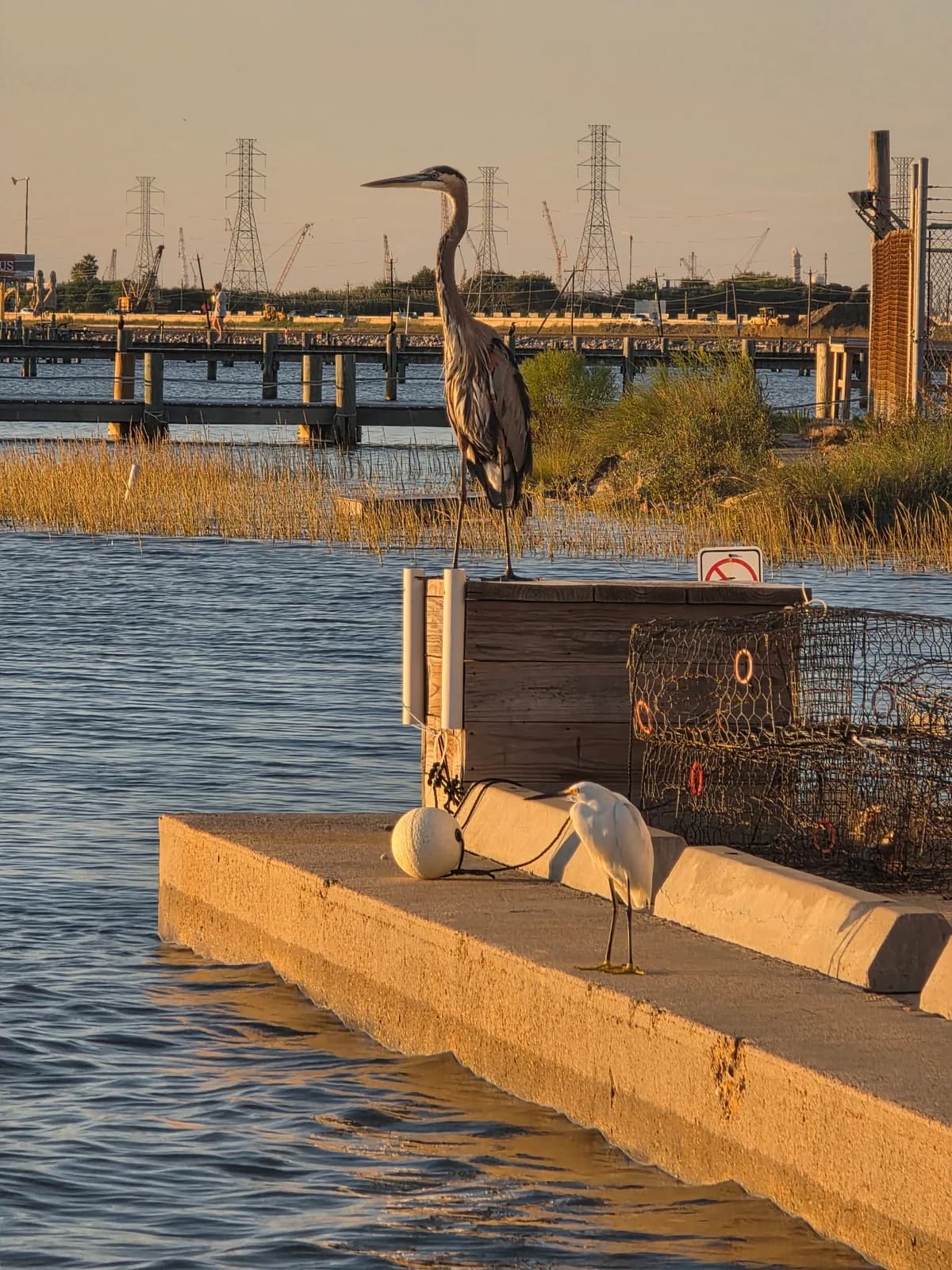 A great blue heron and white egret stand beside the water at Tiki Tom’s.