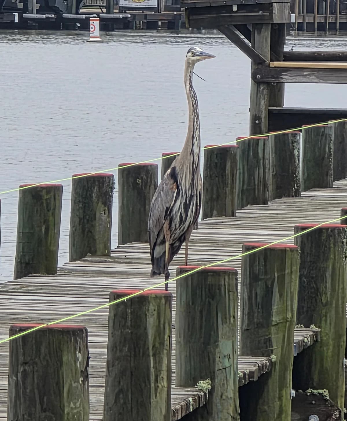 A great blue heron stands among the wooden pilings of a waterfront pier.