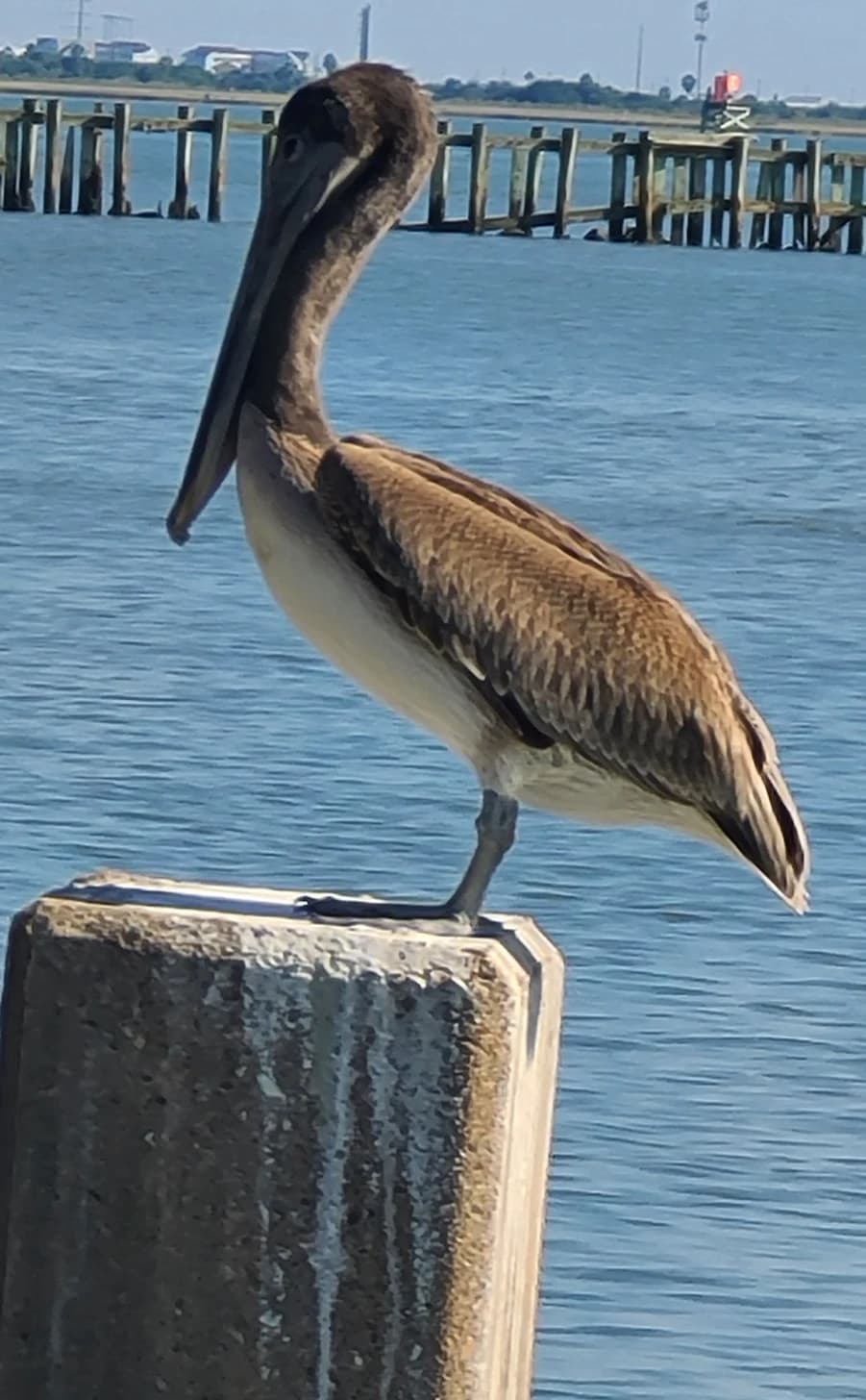A brown pelican perches on a weathered post with blue water and piers behind it.