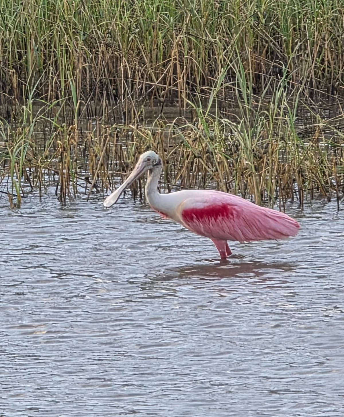 A pink roseate spoonbill wades in shallow water beside marsh grass.